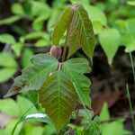 Toxicodendron rydbergii Leaf