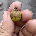 Carya cordiformis Fruit