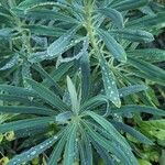 Euphorbia × martini Blatt