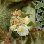 Begonia imperialis Flor