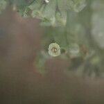 Trichomanes erosum Folha
