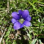 Gentiana pyrenaica Floare