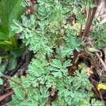 Corydalis aurea List