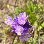 Dipterostemon capitatus Flower