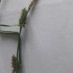 Carex demissa Квітка