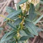 Spermacoce verticillata पत्ता