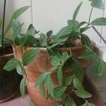 Peperomia quadrangularis Leht