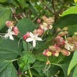 Clerodendrum trichotomumFlors