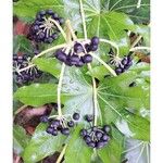 Fatsia japonicaFruct