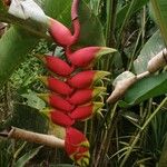 Heliconia rostrataFlower