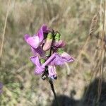 Lathyrus sylvestrisLorea