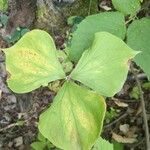 Trillium cernuum Leaf