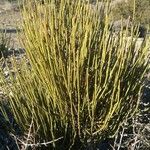 Ephedra viridis Leaf