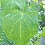 Adenia cissampeloides Leaf