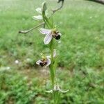 Ophrys apiferaÇiçek