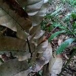 Artocarpus anisophyllus Frunză