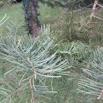 Abies concolor Blad