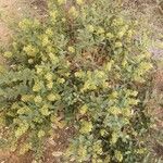 Boscia mossambicensis عادت داشتن