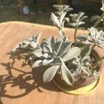 Graptopetalum paraguayense পাতা