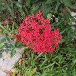 Ixora coccineaBlodyn