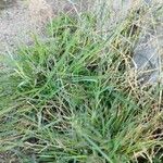 Eragrostis minor Folha