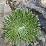 Saxifraga longifolia Leaf