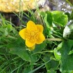 Ranunculus thora Bloem