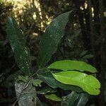 Annickia chlorantha Leaf