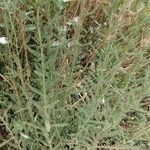 Achillea ligustica Bark