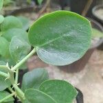 Capparis cartilaginea Leaf