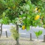 Ligustrum japonicum Çiçek