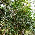 Syzygium jambos ശീലം