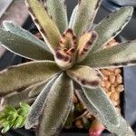 Kalanchoe tomentosa Folha