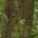 Abarema mataybifolia बार्क (छाल)