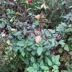 Dahlia coccinea Flor