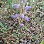Phelipanche purpurea Blüte