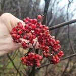 Sorbus americana Vaisius