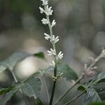 Angostura granulosa फूल
