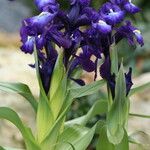 Iris aucheri Flower