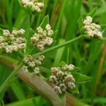 Cyclospermum leptophyllum Blüte