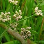 Cyclospermum leptophyllum Flower