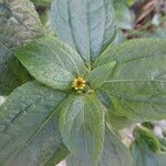 Acanthospermum hispidum Leaf