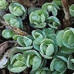 Sedum telephium Leaf