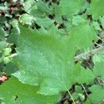 Torminalis glaberrima Leaf