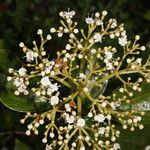 Viburnum venustum Hoja