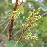 Maesa lanceolata Flower