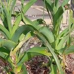 Crinum bulbispermum Blatt