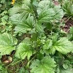 Geum macrophyllum List