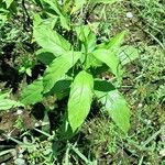 Rauvolfia serpentina Leaf