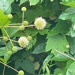 Cephalanthus occidentalisFlors